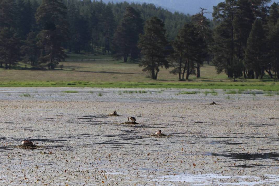 İstilacı yabancılar o kentte tabiat parkını ele geçirdi! Potansiyeli tahmin edilenden fazla 2